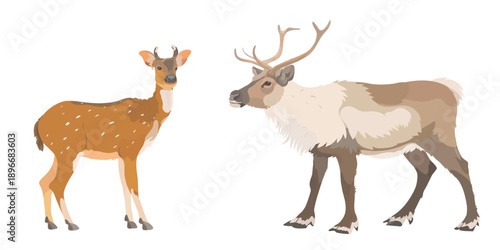 Vector hand drawn illustration of cartoon reindeer and red elk. Cute wild animals isolated on white background.
