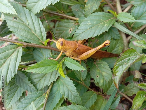 green grasshopper on a leaf