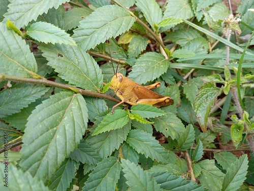 green grasshopper on a leaf