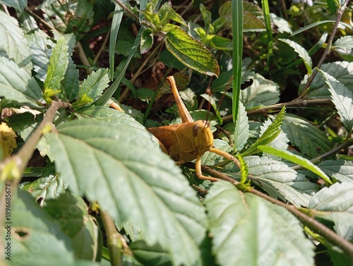 green grasshopper on a leaf