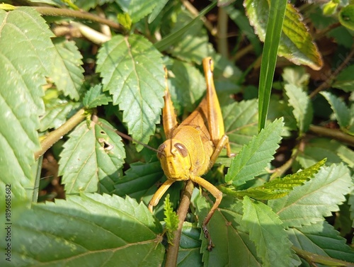 green grasshopper on a leaf