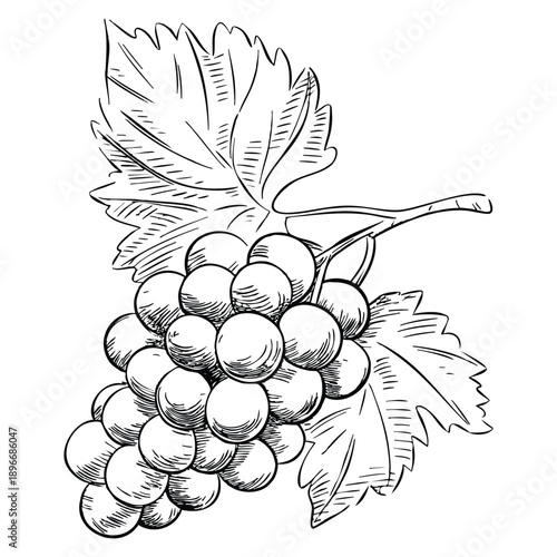 Grape on branch sketch illustration in ink graphic style with draft silhouette black on white line art botanical vintage etching food design