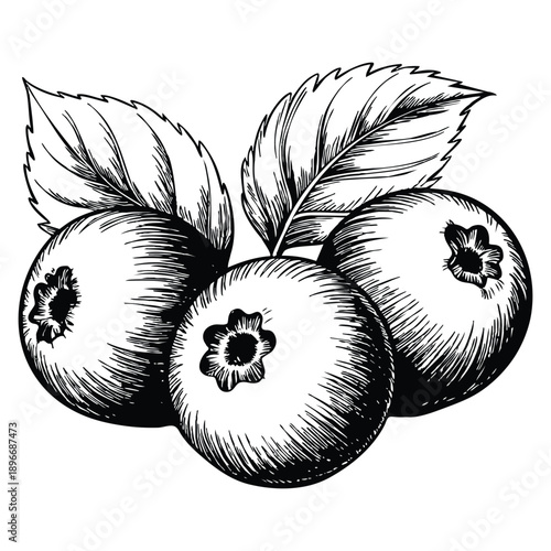 Blueberries hand drawn vintage vector sketch drawing ideal for botanical food illustration natural ingredient artwork and retro fruit design concepts