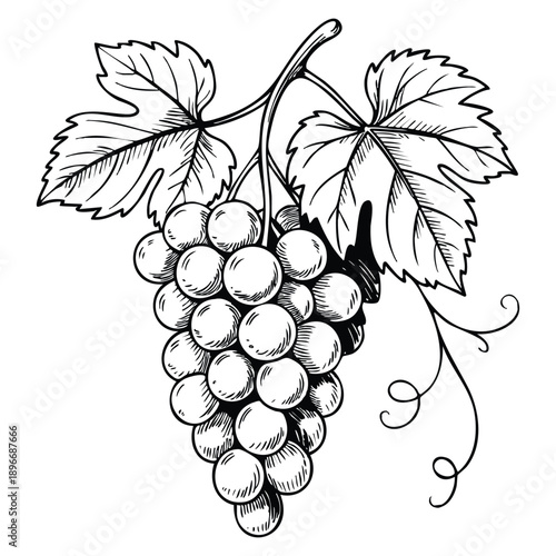 Botanical vintage etching grape on branch sketch illustration featuring ink graphic draft silhouette black on white line art food design theme