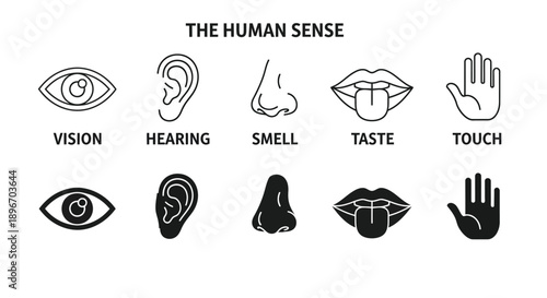 Simple black and white icons illustrating the five primary human senses for educational diagrams