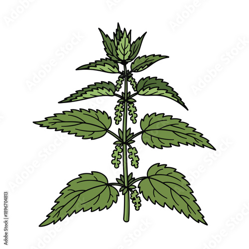 A green plant with serrated leaves and a central stem