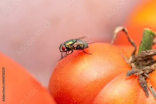 Quadro su tela Annoying Common Green Bottle fly (Lucilia sericata) pauses on a summer garden red tomato in a bucket of tomatoes on a porch in Rowan County Kentucky