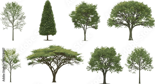 Collection of various green tree species including oak maple and acacia with lush foliage and realistic branches for landscape design isolated on white background