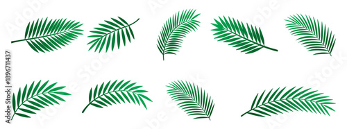Palm frond, silhouettes collection, various and detailed styles, three distinct tropical clipart solid black fill no text for tracing and digital conversion vector illustration style.