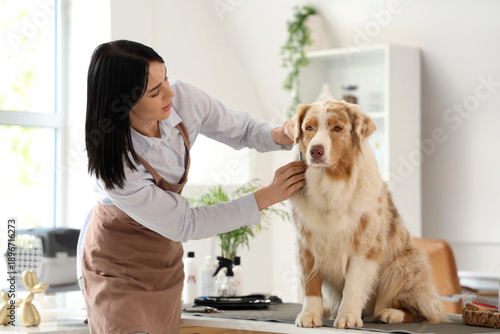 Female groomer brushing Aus...