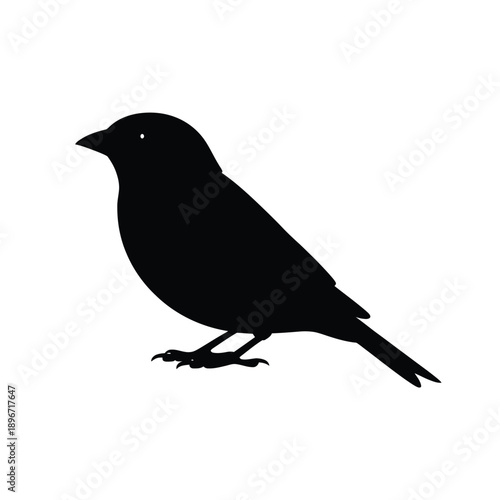 Black bird silhouette standing on the ground