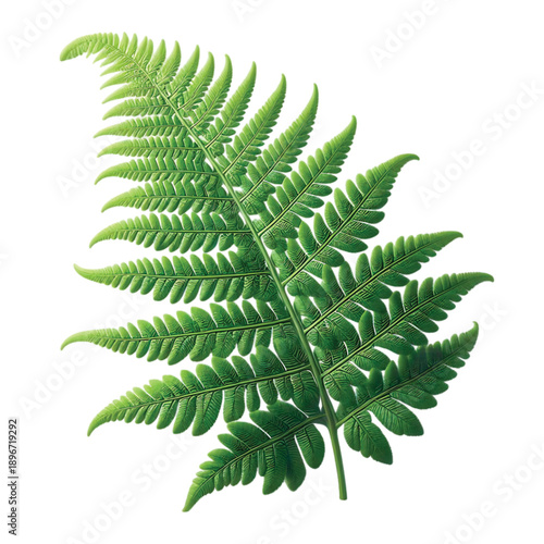 Vibrant green fern frond with intricate detail against a clean white background, symbolizing nature's delicate beauty.