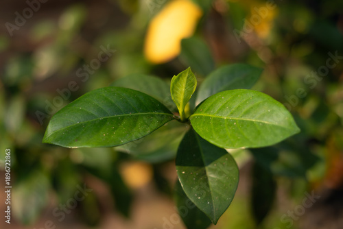 Wallpaper Mural Close-up of a fresh green plant sprout emerging between leaves in a sunny garden, symbolizing growth, new beginnings, and vibrant natural life Torontodigital.ca