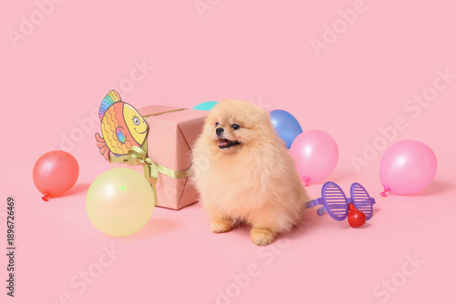 Cute Pomeranian Spitz dog w...