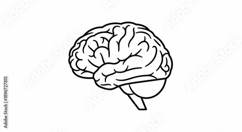 Detailed line art illustration of human brain side view on isolated white background.
