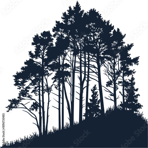 Silhouette of tall evergreen trees in a dense forest landscape