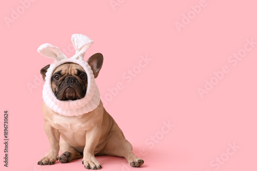 Cute French bulldog in bunn...