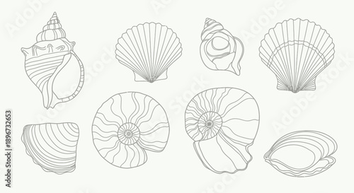 Set of hand drawn seashells drawing ink. Minimalist line art. Summer vacation design elements for trendy prints, label, menu cover. Tropical beach shells. Vector flat illustration 