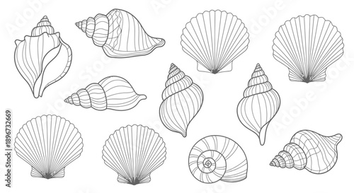 Set of hand drawn seashells drawing ink. Minimalist line art. Summer vacation design elements for trendy prints, label, menu cover. Tropical beach shells. Vector flat illustration 