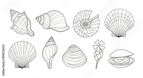 Set of hand drawn seashells drawing ink. Minimalist line art. Summer vacation design elements for trendy prints, label, menu cover. Tropical beach shells. Vector flat illustration 