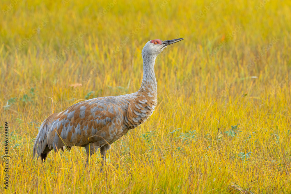 Obraz premium Sandhill Crane Peers Skyward for Danger