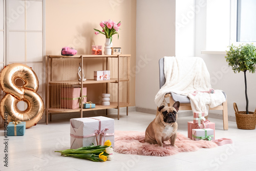 Cute French bulldog with gi...