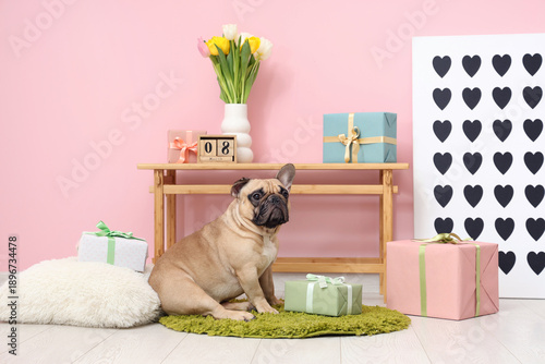 Cute French bulldog with gi...