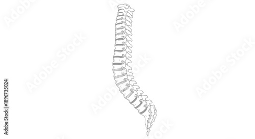 Human spine outline, detailed anatomical illustration, medical concept