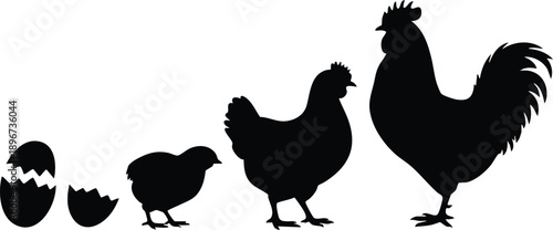 Life Cycle Silhouettes of a Chicken from Egg to Rooster, vector, illustration, silhouette.