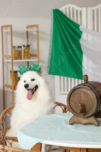 Cute Samoyed dog sitting at...