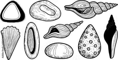 Line art hand drawn seashell collection close up assortment of varied shells on white background with ink sketch detailed monochrome top down view