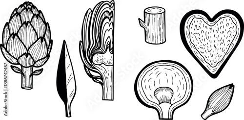 Black and white line art botanical illustrations of artichoke flower and various plant parts isolated sketch style