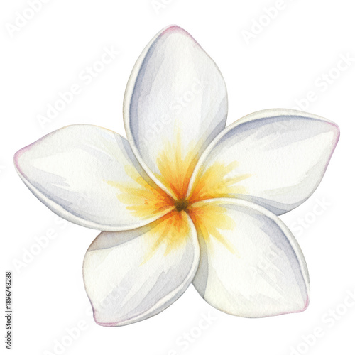 Watercolor flower illustration, tropical blossom, white petal softly glow
