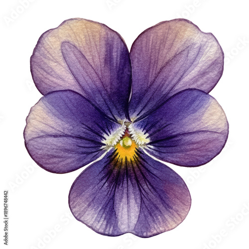 Watercolor violet flower, purple petal, pansy blossom, botanical art