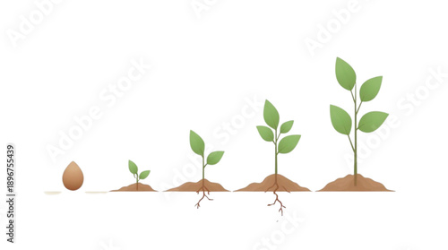 Simple graphic illustration depicting the sequential stages of seed germination and plant growth development