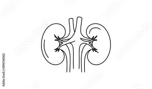 Kidneys Thin Line Icon Urinary System Vector Illustration