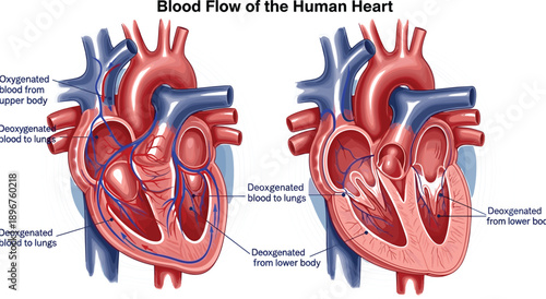 Online education concept with digital learning tools, global student study from home, virtual classroom technology, and distance university degree, flat vector illustration style,