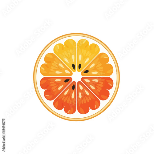 Citrus Fruit Slice Illustration.