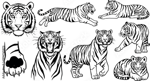 Black and white line art collection of tiger illustrations showing various poses roaring walking and resting detailed animal paw and face