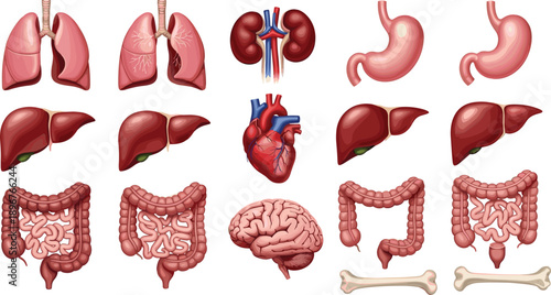 Human Internal Organs Anatomy Illustration Set Showing Lungs Heart Liver Kidneys Stomach Brain and Intestines for Medical Education Healthcare Infographic and Biology Design