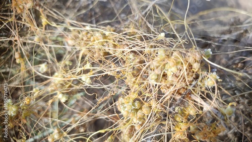 Konstfotografi dodder (Cuscuta) wild parasitic plant, parasitic plant belonging to the genus Cu