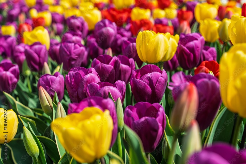 Fototapeta premium Experience the vibrant tulip fields of the Netherlands, showcasing a stunning array of colors. Perfect for spring themes, tourism, and gardening campaigns. A true floral delight.