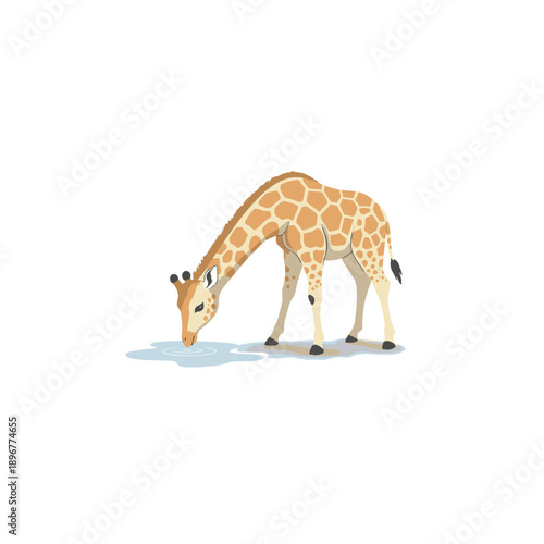 Cute African Giraffe Drinking Water. Isolated Vector Illustration of Wild Safari Animal on White Background.
