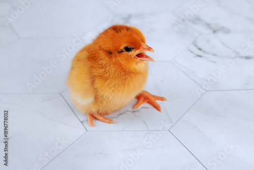 Small yellow chick stands on smooth white tile floor with it looks around and makes sounds.