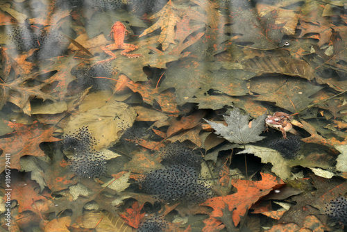 Near the end of the Wood Frog (Rana sylvatica) breeding season, a few frogs float near the egg masses. 