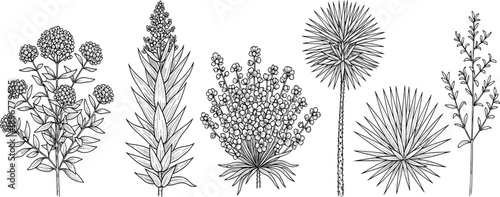 Desert plant silhouette set, black botanical vector, arid flora illustrations, rosette leaf cluster shrub stalk bush cactus dry climate species design elements