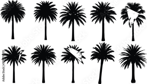Black Palm Tree Silhouettes Vector Set with Tropical Coconut Leaf Icons and Isolated Summer Vacation Design Elements for Beach Themed Graphics