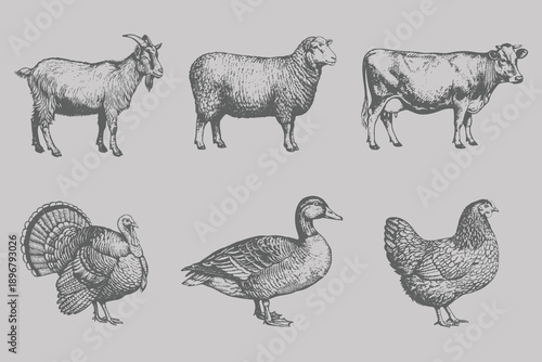 Halftone stipple style Cow, Sheep, Turkey, Chicken, Duck, Goat bundle vector illustration. Vintage engraving style animal set. Eps 10