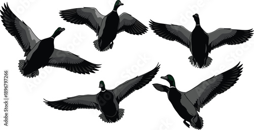 Hand Drawn Vector Illustration of Mallard Ducks Flying in a Group Silhouette Flock for Wildlife Nature and Hunting Design Concepts (