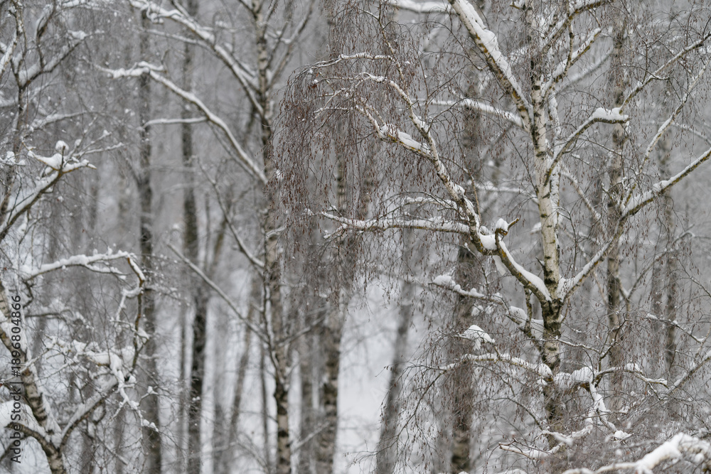Fototapeta premium Snowdusted birch catkins and branches, closeup winter scene, delicate seed clusters, soft contrast against distant trunks, chilly tranquil mood, natural detail study